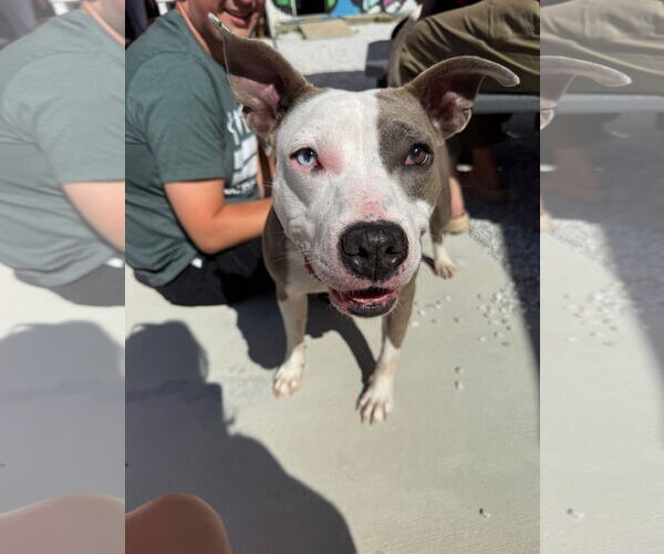 Medium Photo #2 American Pit Bull Terrier Puppy For Sale in Alexandria, VA, USA