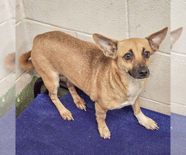 Medium Photo #2 Chiweenie Puppy For Sale in Huntley, IL, USA