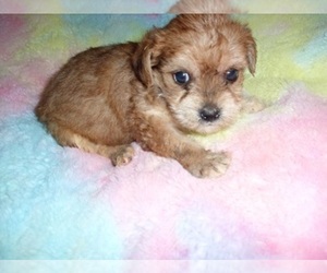 YorkiePoo Puppy for Sale in JACKSON, Mississippi USA
