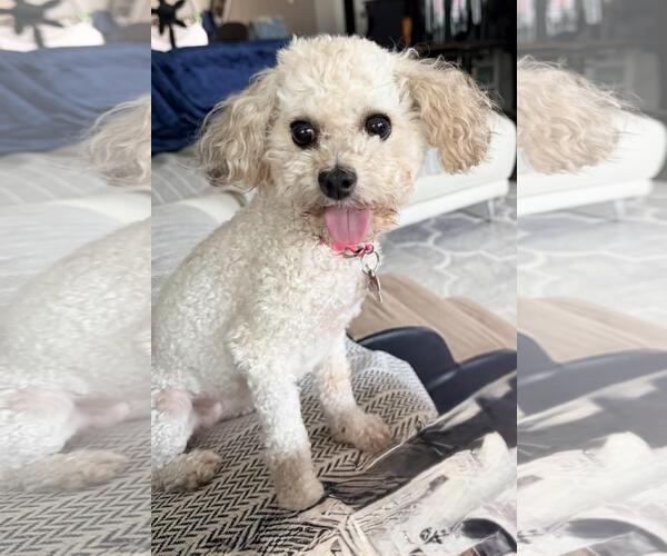 Medium Photo #2 Poodle (Toy) Puppy For Sale in Seattle, WA, USA