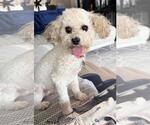 Small #1 Poodle (Toy)
