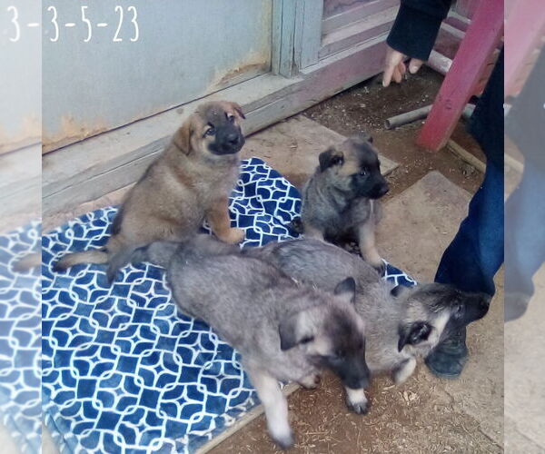 Medium Photo #14 German Shepherd Dog-Unknown Mix Puppy For Sale in Apple Valley, CA, USA