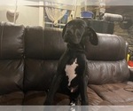 Small #1 Great Dane