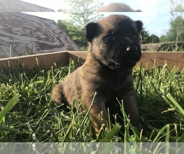 Medium Photo #5 Belgian Malinois Puppy For Sale in WEST PLAINS, MO, USA