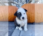 Small Photo #4 Australian Shepherd Puppy For Sale in LODA, IL, USA