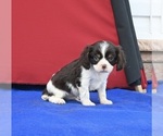 Small Photo #1 Cavalier King Charles Spaniel Puppy For Sale in MILLERSBURG, OH, USA