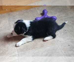 English Shepherd Puppy for sale in WEST JEFFERSON, OH, USA