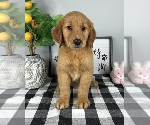 Medium Photo #1 Golden Retriever Puppy For Sale in FRANKLIN, IN, USA