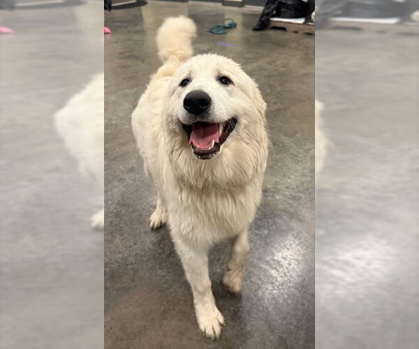 Medium Photo #1 Great Pyrenees Puppy For Sale in Lee's Summit, MO, USA