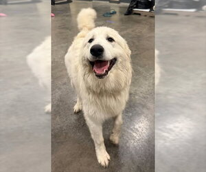 Great Pyrenees Dogs for adoption in Lee's Summit, MO, USA