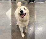 Small Great Pyrenees