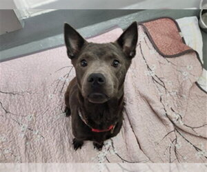 Chow Chow-Unknown Mix Dogs for adoption in Ocala, FL, USA