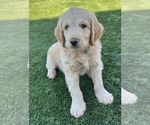 Small #19 Goldendoodle