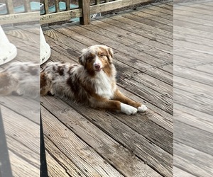 Mother of the Australian Shepherd puppies born on 10/25/2025