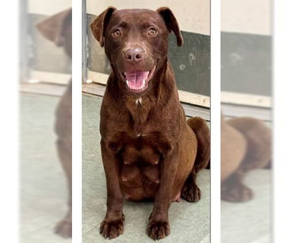 Medium Photo #1 - Mix Puppy For Sale in Jackson Township, NJ, USA