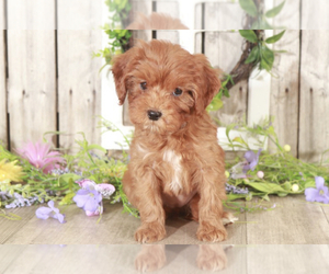 Cavapoo Puppy for sale in MOUNT VERNON, OH, USA