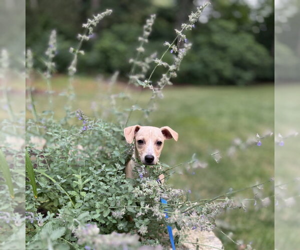 Medium Photo #3 Chihuahua-Unknown Mix Puppy For Sale in Oak Bluffs, MA, USA