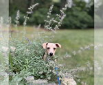 Small #2 Chihuahua Mix