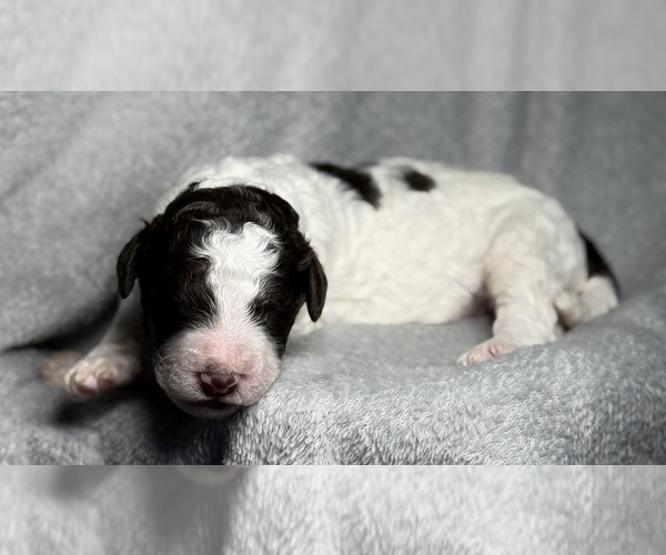 Medium Photo #52 Goldendoodle Puppy For Sale in HOWARD CITY, MI, USA