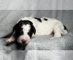 Small #2 Goldendoodle