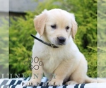Small #3 Golden Retriever