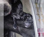 Small Photo #5 Great Dane Puppy For Sale in PIERSON, MI, USA