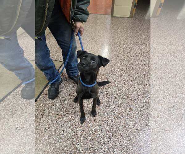 Medium Photo #2 Labrador Retriever-Unknown Mix Puppy For Sale in Princeton, MN, USA