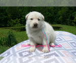Small #2 German Shepherd Dog