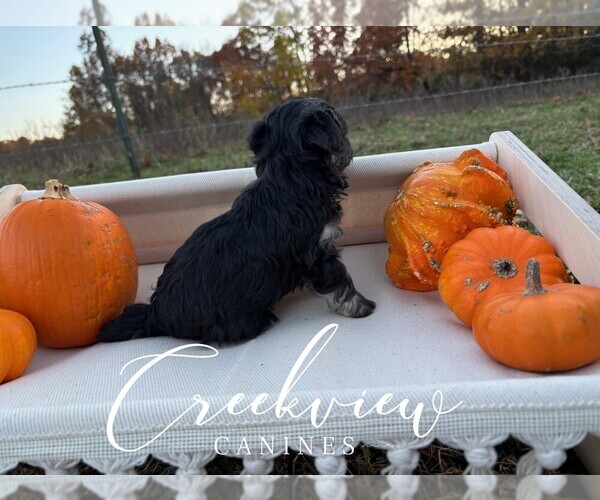 Medium Photo #2 Havanese Puppy For Sale in NIANGUA, MO, USA