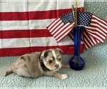 Small #3 Chihuahua