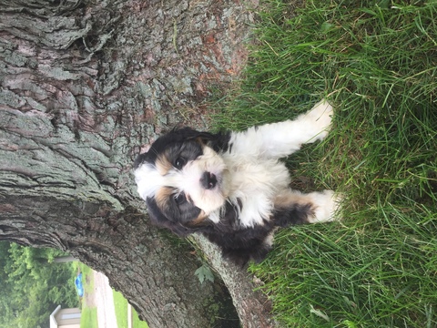Medium Photo #1 Miniature Bernedoodle Puppy For Sale in KILLBUCK, OH, USA