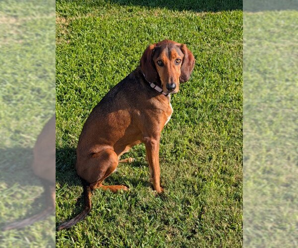 Medium Photo #3 Bluetick Coonhound Puppy For Sale in Tampa, FL, USA
