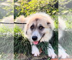 Small #4 Great Pyrenees