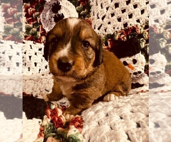 Medium Photo #2 Dorgi Puppy For Sale in HURST, IL, USA
