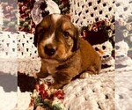 Small Photo #2 Dorgi Puppy For Sale in HURST, IL, USA