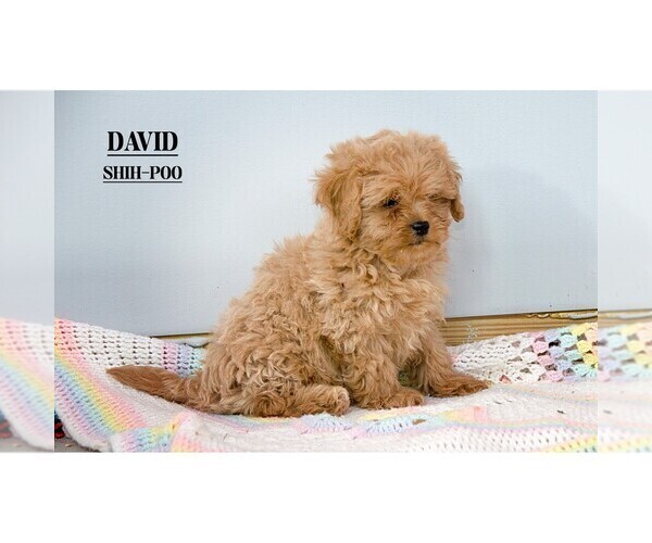 Medium Photo #6 ShihPoo Puppy For Sale in CLARE, MI, USA