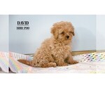 Small Photo #6 ShihPoo Puppy For Sale in CLARE, MI, USA