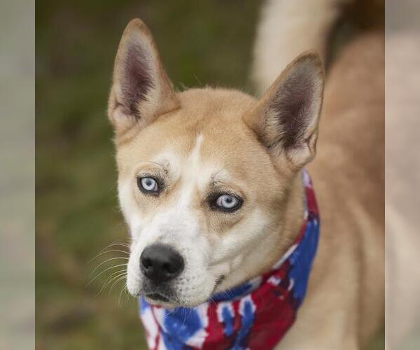 Medium Photo #3 - Mix Puppy For Sale in Rosenberg, TX, USA