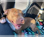 Small #3 American Pit Bull Terrier Mix