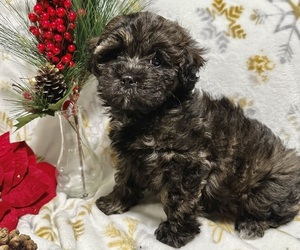 ShihPoo Puppy for sale in PLAINFIELD, IL, USA