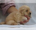 Small #2 Golden Retriever