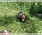Small Photo #23 Miniature Australian Shepherd Puppy For Sale in BETHANY, IL, USA