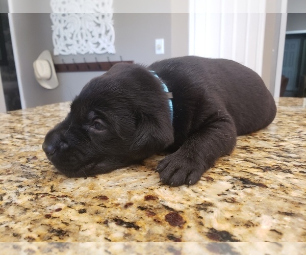 Medium Photo #8 Labrador Retriever Puppy For Sale in CORDELE, GA, USA