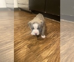 Puppy 5 American Bully-American Pit Bull Terrier Mix