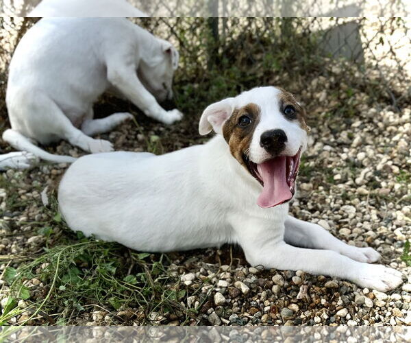 Medium Photo #4 Mutt Puppy For Sale in Estherville, IA, USA