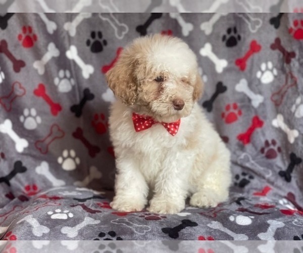 Medium Photo #11 Poodle (Miniature) Puppy For Sale in LAKELAND, FL, USA