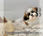 Small Photo #9 Shih Tzu Puppy For Sale in JACKSONVILLE, FL, USA