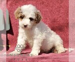 Small #2 Goldendoodle (Miniature)