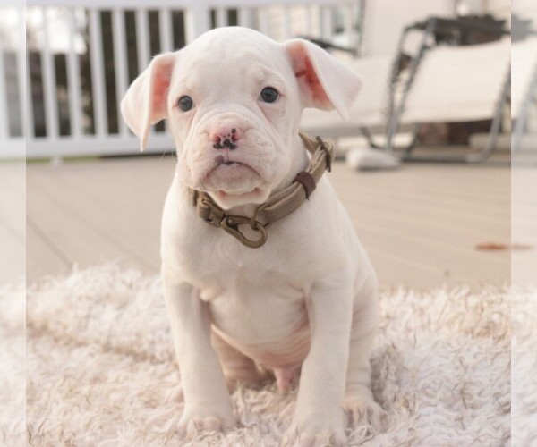 Medium Photo #5 Boxer Puppy For Sale in SHIPSHEWANA, IN, USA