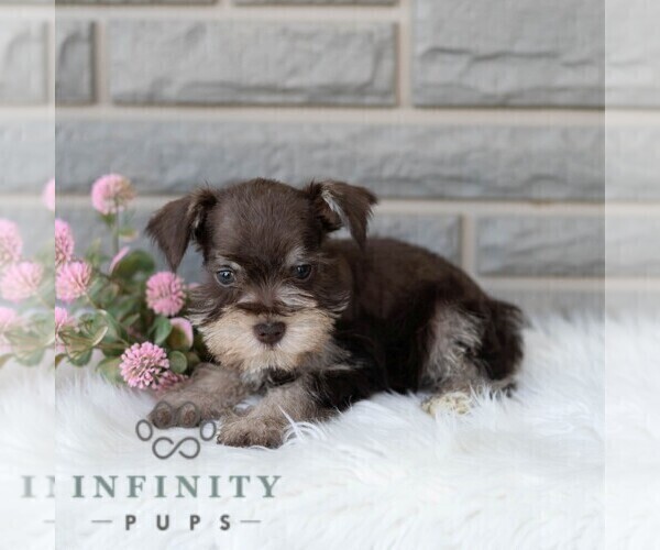 Medium Photo #3 Schnauzer (Miniature) Puppy For Sale in MIFFLINBURG, PA, USA